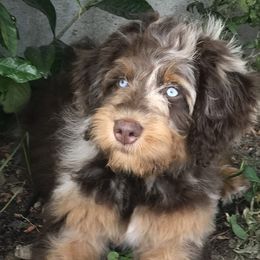 Aussiedoodles, Bernedoodles, and Goldendoodles from California Goldendoodle Ranch