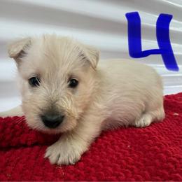 Trip - Wheaten male Scottish Terrier puppy in Chattanooga, Tennessee from Oodles of Cuties!