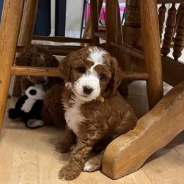 Buck - Red  male Goldendoodle puppy in Sugar City, Idaho from Idaho Sugar Doodle Pups