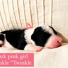 Aussiedoodle and Bernedoodle Puppies from Bella Ridge Farms & Dapper Doodles