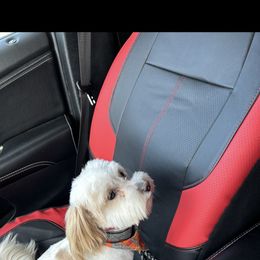 Maggie - Maltipoo