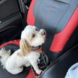 Maggie - Maltipoo