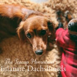 Vienna - Dachshund