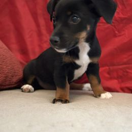 Annie Oakley - White and black female Russell Terrier puppy in Great Falls, Montana from VS Golden Fields