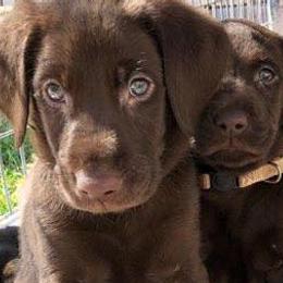 Labrador Retrievers and Pembroke Welsh Corgis from FLK Corgis