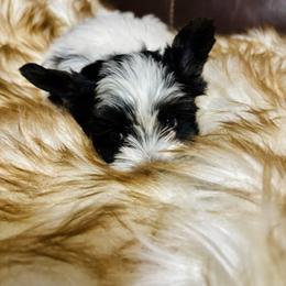 Yorkshire Terrier Puppies from XOXO YORKIES
