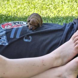 Curry - Stag red female Miniature Pinscher puppy in Bourbon, Missouri from Eriphos Farm Kennel