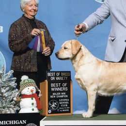 Golden Retrievers and Labrador Retrievers from Bluemittn Retrievers