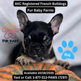 Raj - Black and tan male French Bulldog puppy in Michigan from Fur Baby Farms