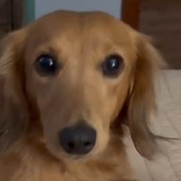 Dachshunds from Pyatts Doxies