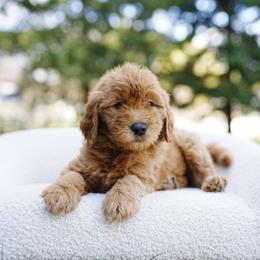 Gray Collar - Red  male Goldendoodle puppy in Spokane, Washington from Doodle Love