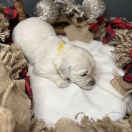 Yellow Collar - Light golden female Golden Retriever puppy in Stedman, North Carolina from Wise-Taylor Goldens