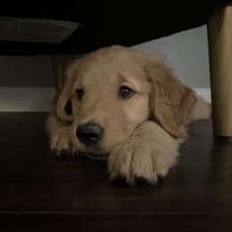 Golden Retriever Puppies from Washington Lakeside Goldens