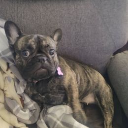 French Bulldogs from Sandy's Frenchies