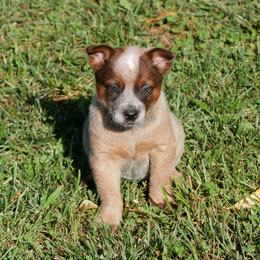 Daniel Morgan - Red mottled male Australian Cattle Dog puppy in Buffalo Valley, Tennessee from Buffalo Valley Breeders