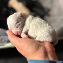 White Male - White male Yorkipoo puppy in Topeka, Kansas from Bayless Yorkiepoos