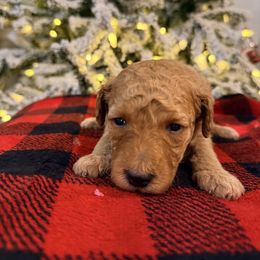 Ginger - Apricot female Goldendoodle puppy in Macclenny, Florida from Baker County Goldendoodles