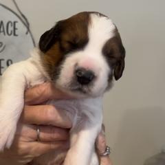 Mr. Bingley - Brown and white Saint Berdoodle puppy in Placerville, California from Country Manor Saint Berdoodles