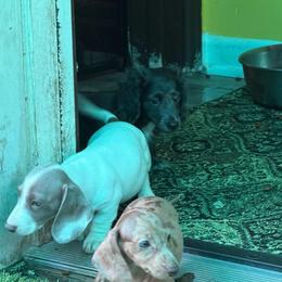 Pluto - Piebald male Dachshund puppy in Irving, Texas from DFW Dachshunds by G & S
