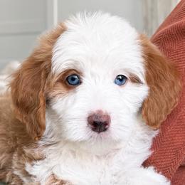 Creamsicle - Red female Bernedoodle puppy in South Jordan, Utah from Wonderful World Doodles