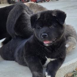 Akita Puppies from Folklore Akitas