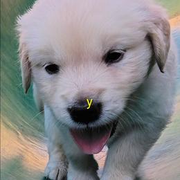 Yellow - Light golden male Golden Retriever puppy in Slaughters, Kentucky from Kimber's Helping Paws