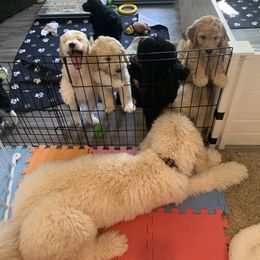Goldendoodle Puppies from Shades of Grace Doodles in Texas