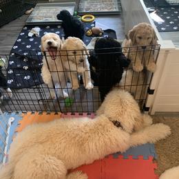 Goldendoodle Puppies from Shades of Grace Doodles in Texas
