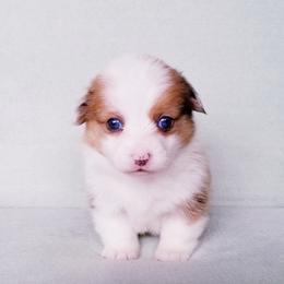 American Corgi and Pembroke Welsh Corgi Puppies from Whimsical Treasure Corgis