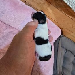 Lilly - Parti female Yorkshire Terrier puppy in Mountain Grove, Missouri from Precious Puppies