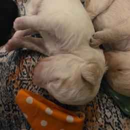 Casper - Cream male Labradoodle puppy in Churchill County Fallon, Nevada from Card Family Ranch