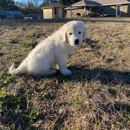 Golden Retriever Puppies from Panhandle PawsNClaws