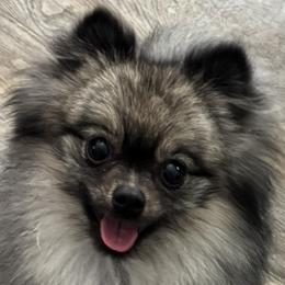 Jazz - Pomeranian