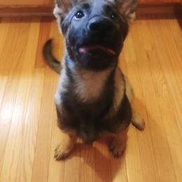 German Shepherd and Siberian Husky Puppies from Sstar