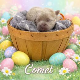Comet - Lilac male Shih Tzu puppy in Connersville, Indiana from Royal Blossom Shihtzus