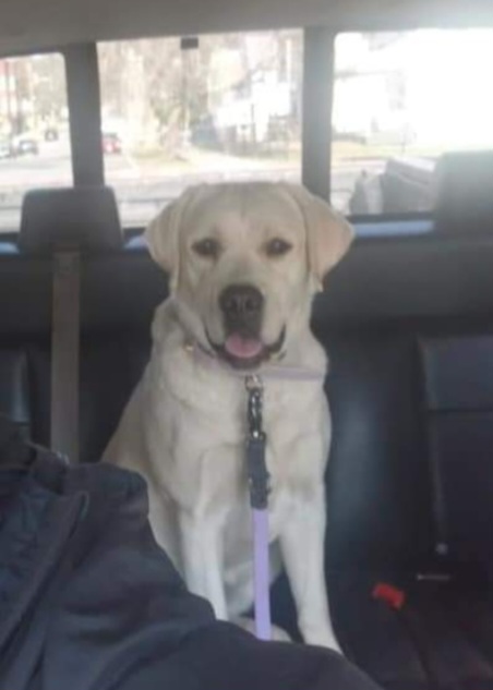 Persephone - Labrador Retriever