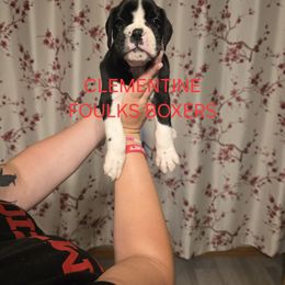 Clementine - Brindle female Boxer puppy in Mount Zion, Illinois from Foulk's Boxer Puppies