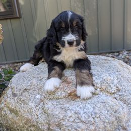 Stella - Tri-color female Bernedoodle puppy in Beach City, Ohio from Blue Cloud Doodles