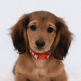 Sven-AKC Import Lines - Red male Dachshund puppy in Coweta, Oklahoma from Sunnyside Dachshunds