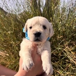 Light blue boy - Light golden male Golden Retriever puppy in Pahrump, Nevada from Southern Nevada Goldens