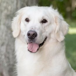 Mila - Golden Retriever