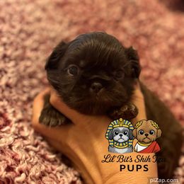 Fox - Chocolate male Shih Tzu puppy in Walkertown, North Carolina from Lil’ Bit’s Shih Tzu
