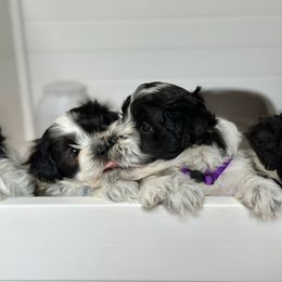 Havanese Puppies from PNW Havanese