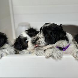 Havanese Puppies from PNW Havanese