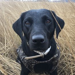 Kiaya - Labrador Retriever