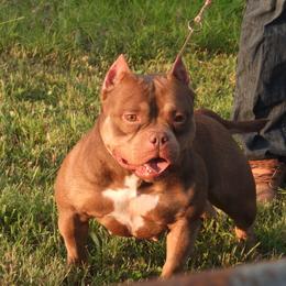 Tootsie - American Bully