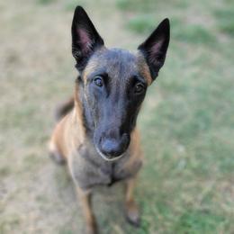 Emma - Belgian Malinois