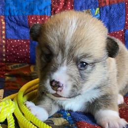 Girl 4 - Pembroke Welsh Corgi puppy in Brigham City, Utah from LL Corgi Co