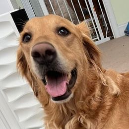 Sophie - Golden Retriever