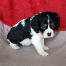 Cavalier King Charles Spaniels from Cavalier Cafe